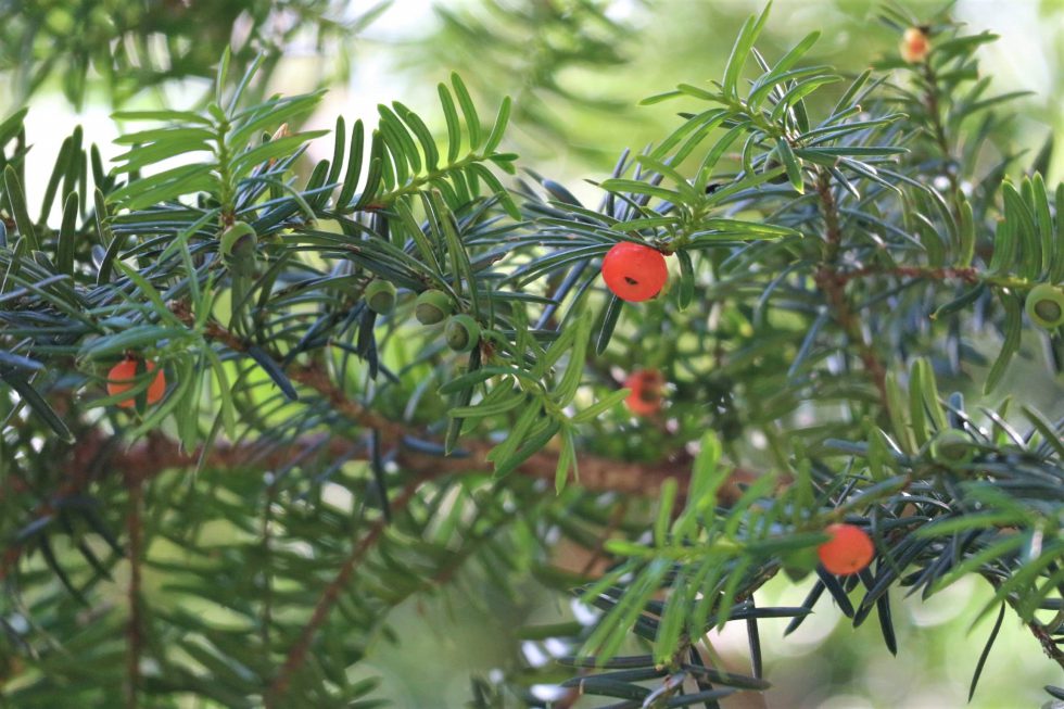 真っ赤な実をつけるイチイの木