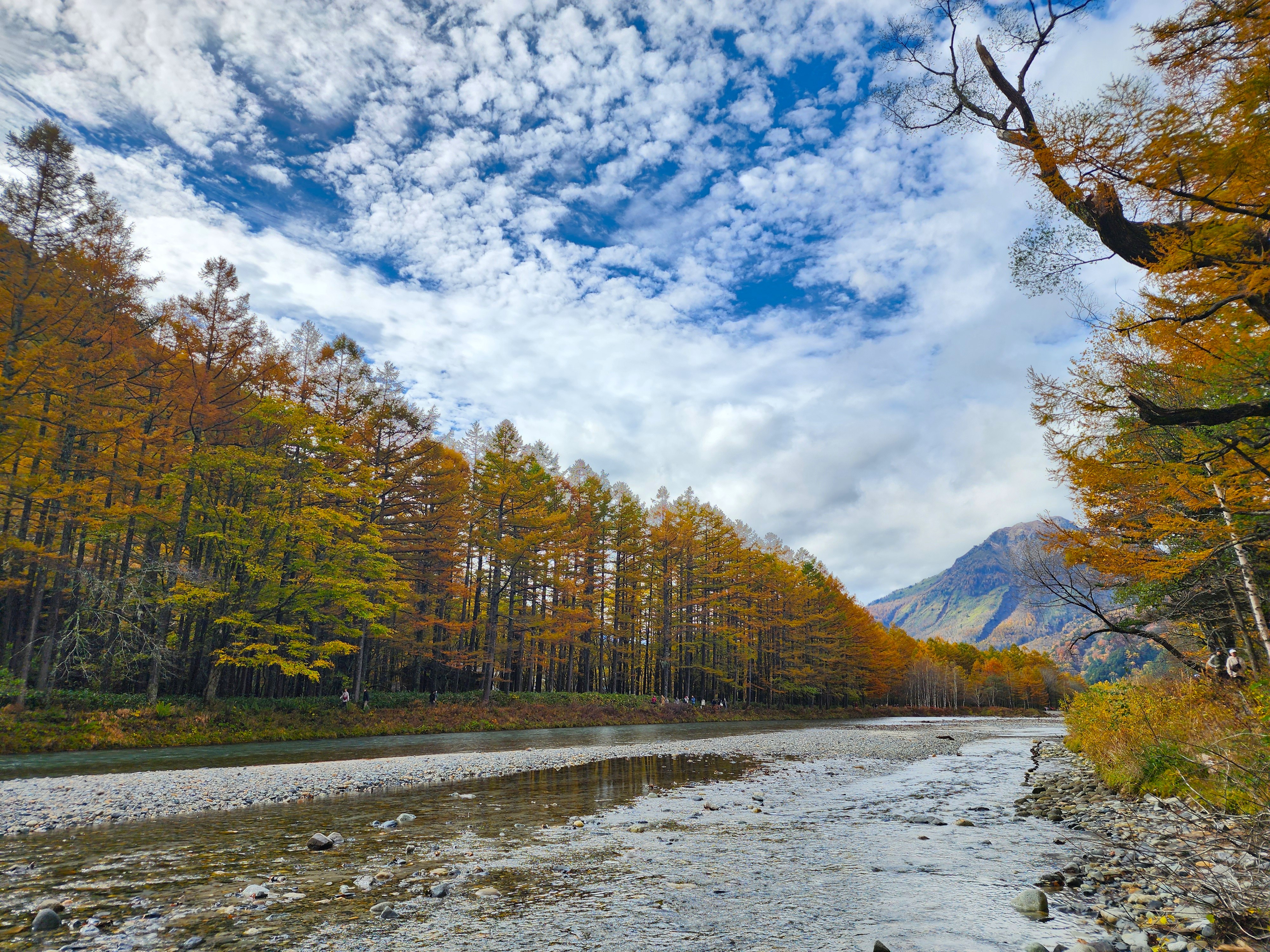 THE PARKLODGE上高地から梓川沿いに見えるカラマツの黄葉