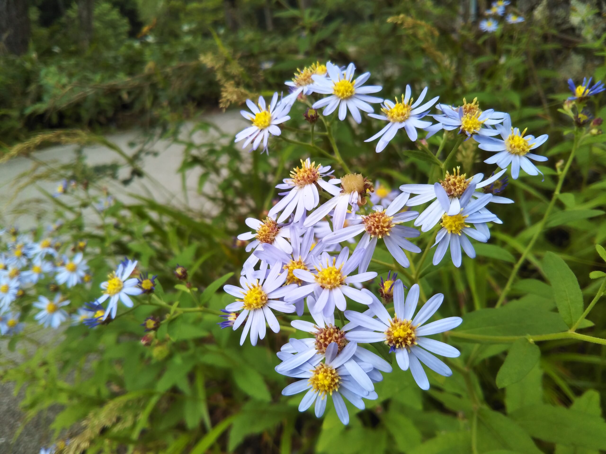 上高地の秋の花ノコンギク