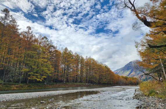 【2024年上高地紅葉情報】カラマツの黄葉が見頃！上高地の秋と営業期間のご案内。