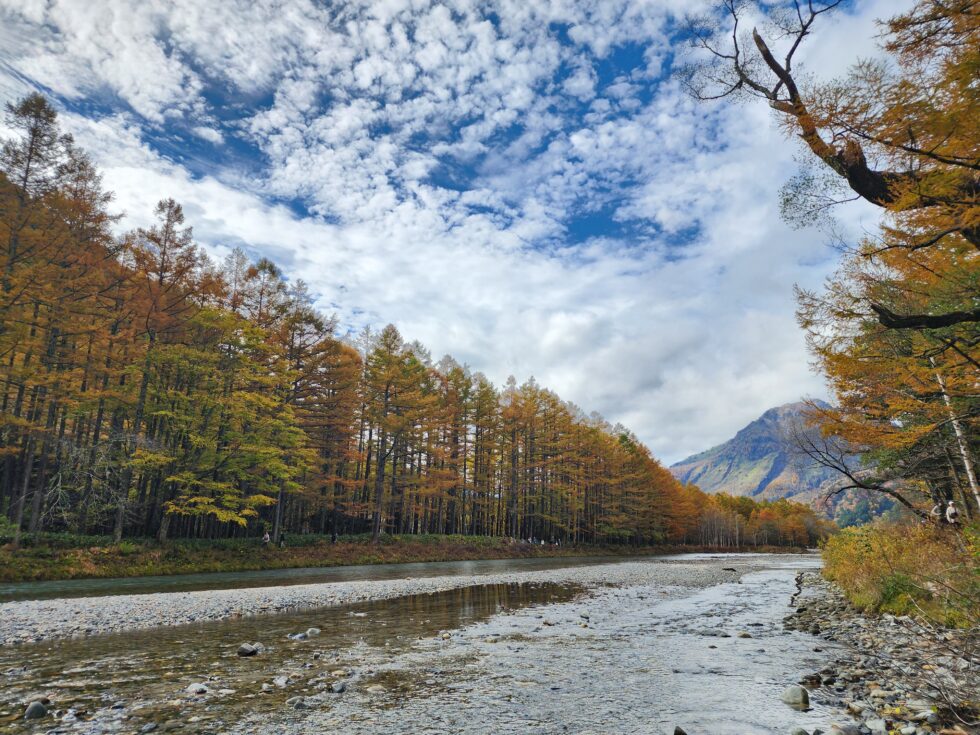 THE PARKLODGE上高地目の前の梓川から見えるカラマツの黄葉