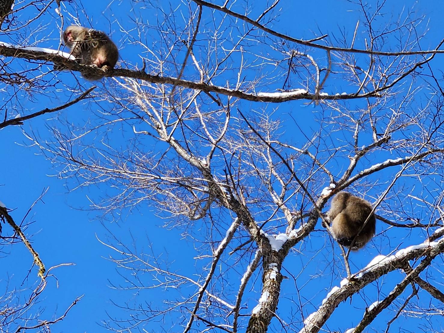 猿　冬の上高地 