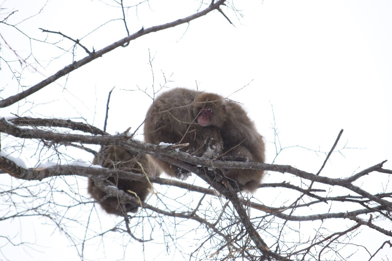 上高地 猿 雪山