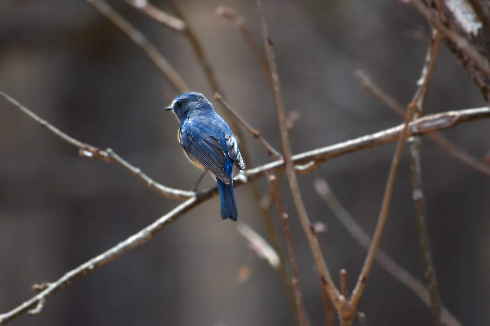 ルリビタキ　上高地　野鳥　4月　開山