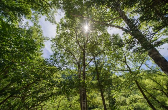 上高地のホテルで楽しむヒノキ香るアメニティ｜meet tree